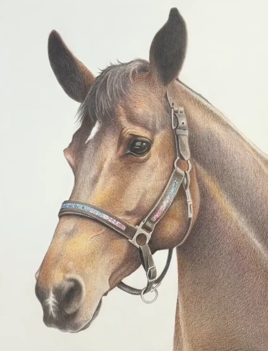 Colored-pencil portrait of a brown horse wearing a halter