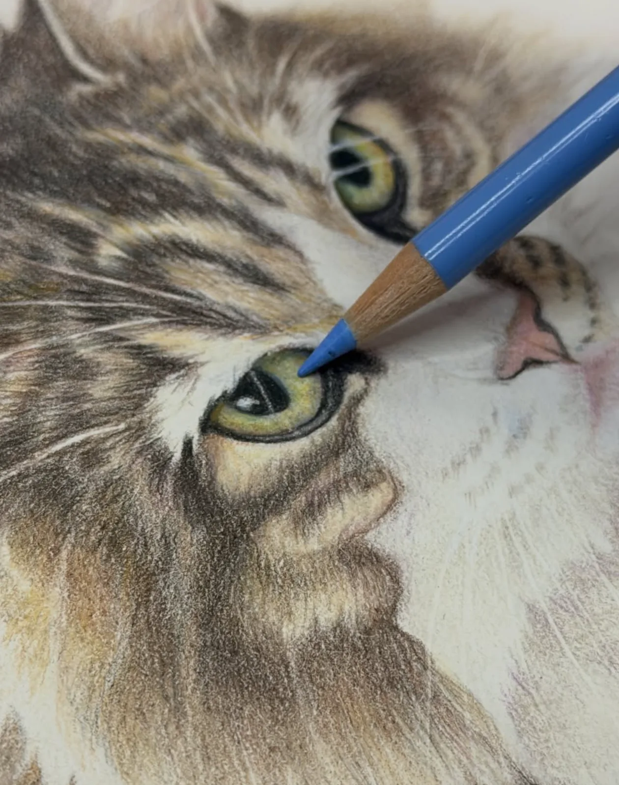 Close-up of a colored-pencil cat portrait being drawn
