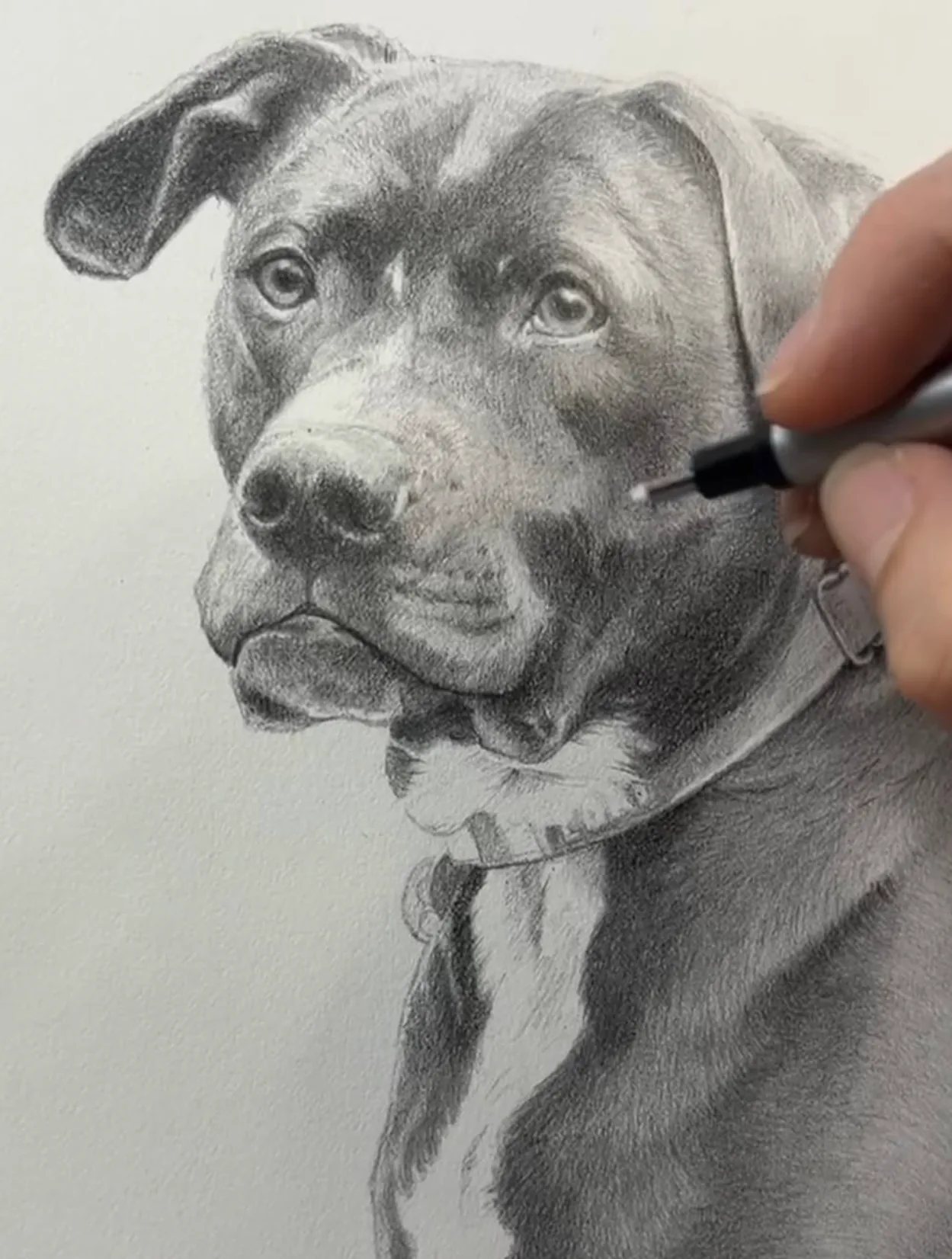 Graphite portrait of a dog being drawn by hand