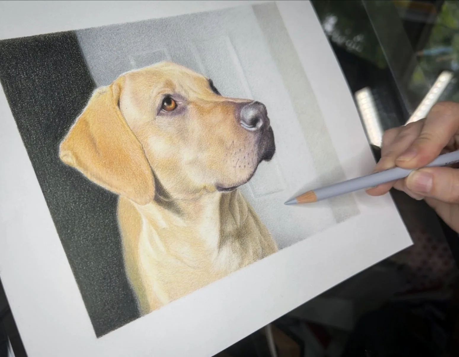 Colored-pencil portrait of a golden dog being drawn by hand