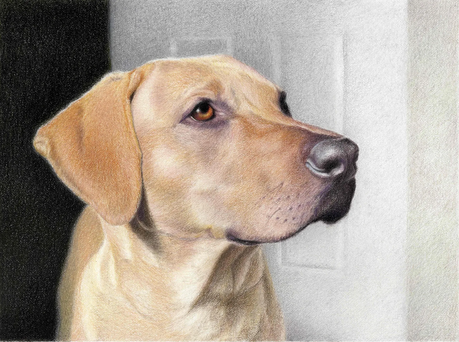 Colored-pencil portrait of a golden dog in profile