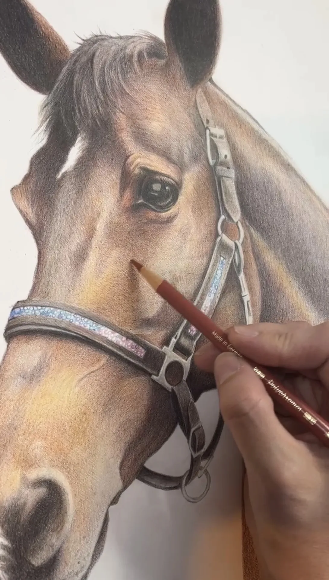 Horse portrait by Alyssa Beese
