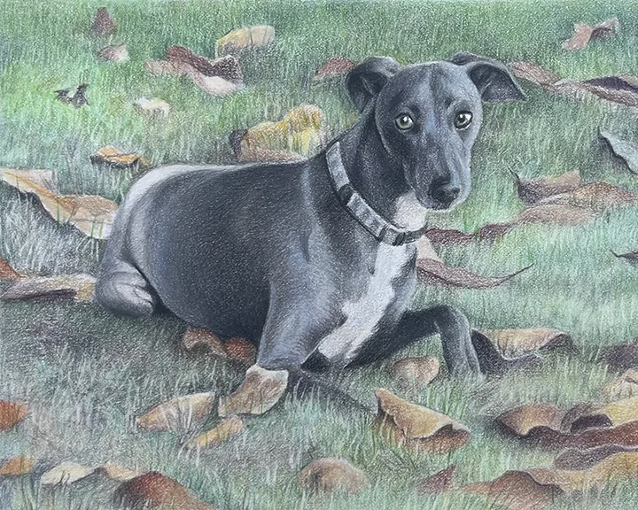 Colored-pencil portrait of an Italian greyhound resting among leaves